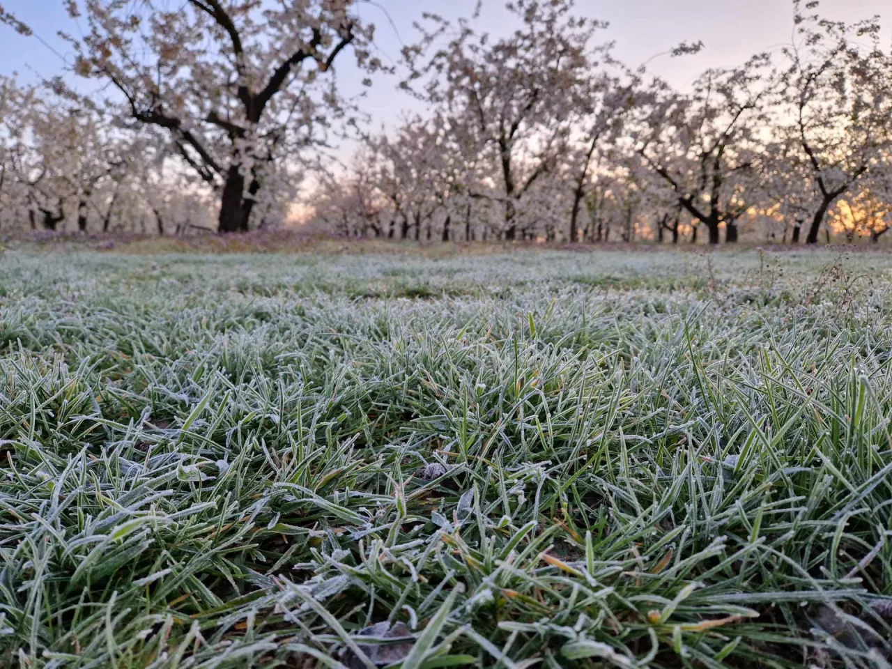 przymrozki 19 kwietnia 2024