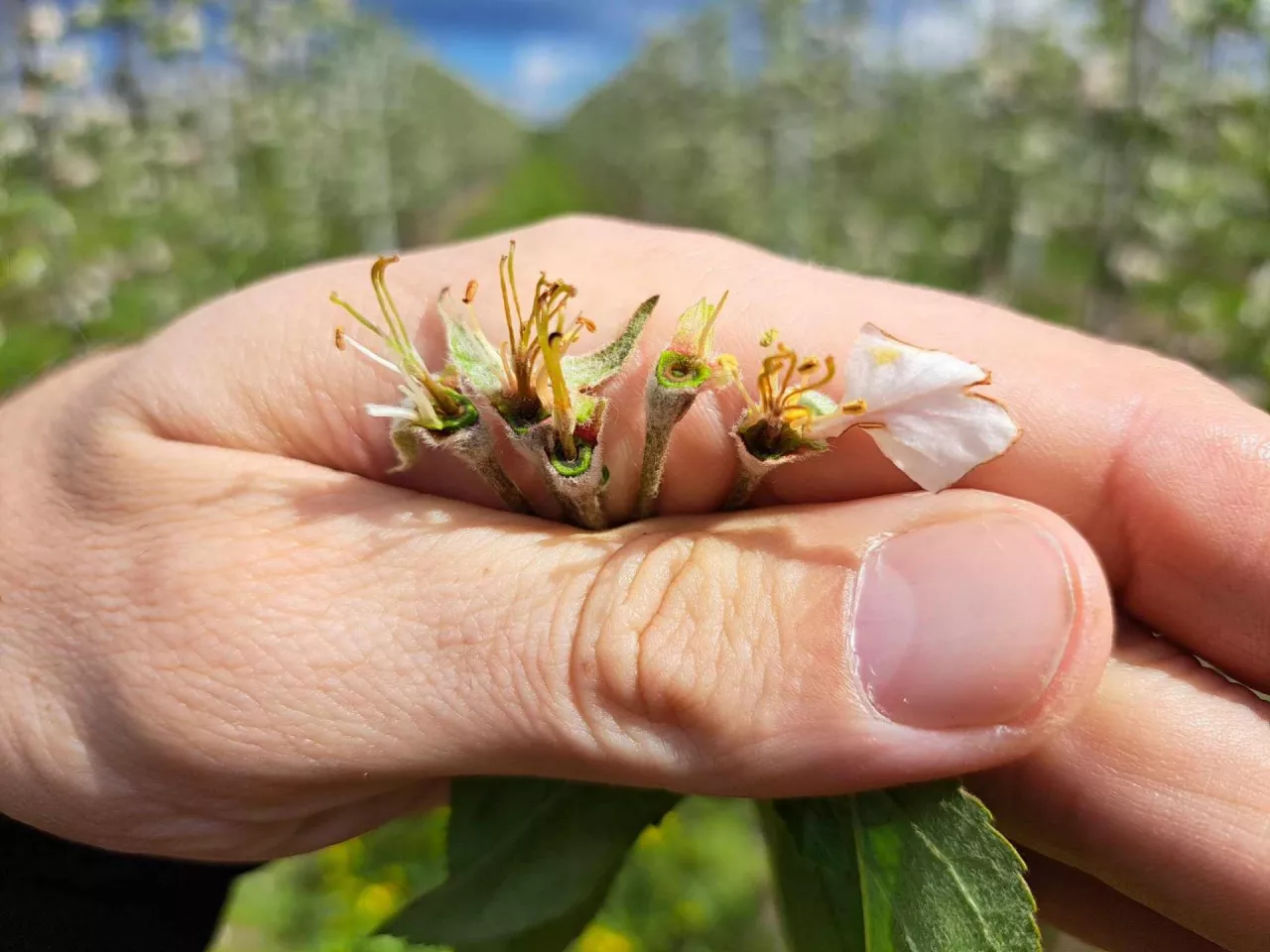 zniszczone kwiaty po przymrozkach