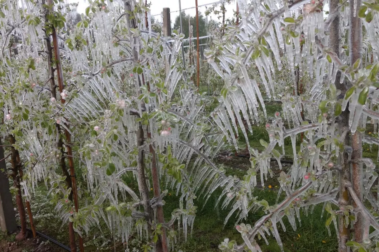 przymrozki w sadach 2024