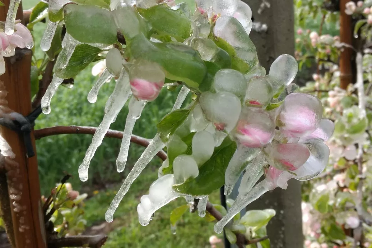 przymrozki w sadach 2024