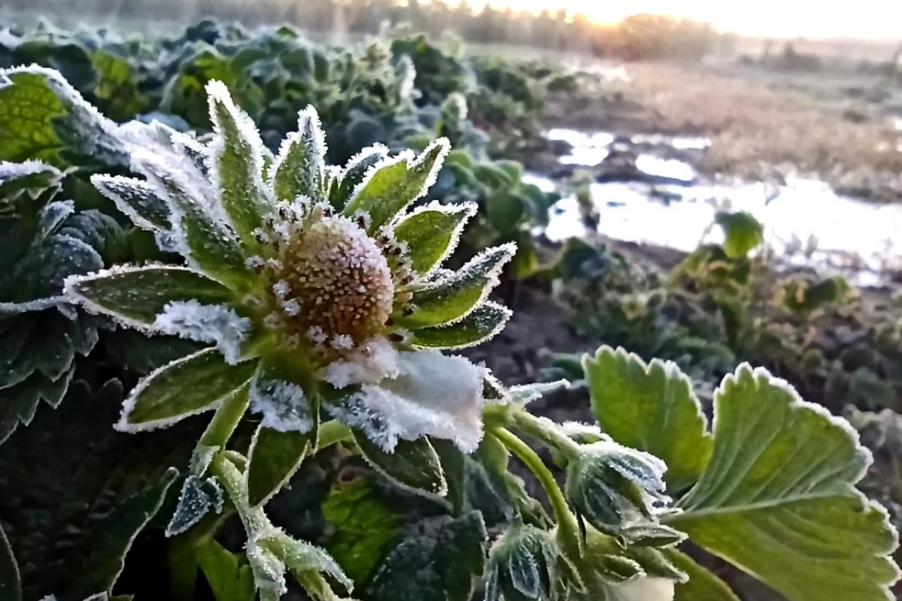 rozpoczyna się fala przymrozków
