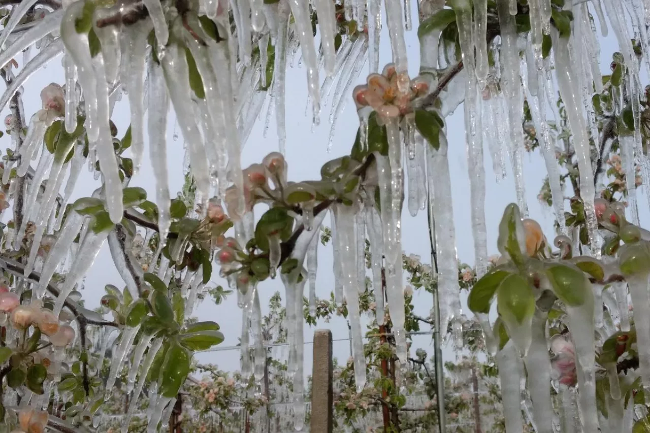 ubezpieczenia od przymrozków 2024