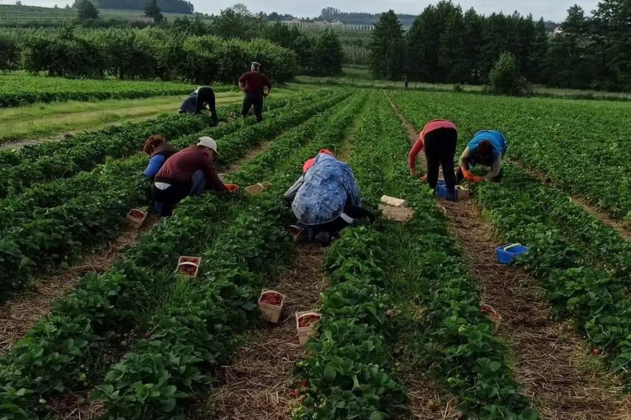pracownicy do zbioru truskawek