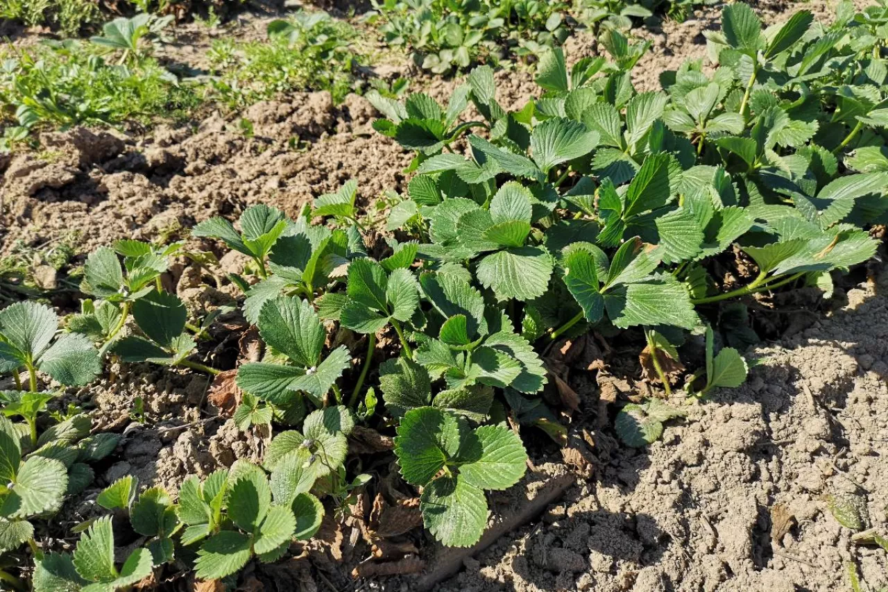 kondycja plantacji truskawek