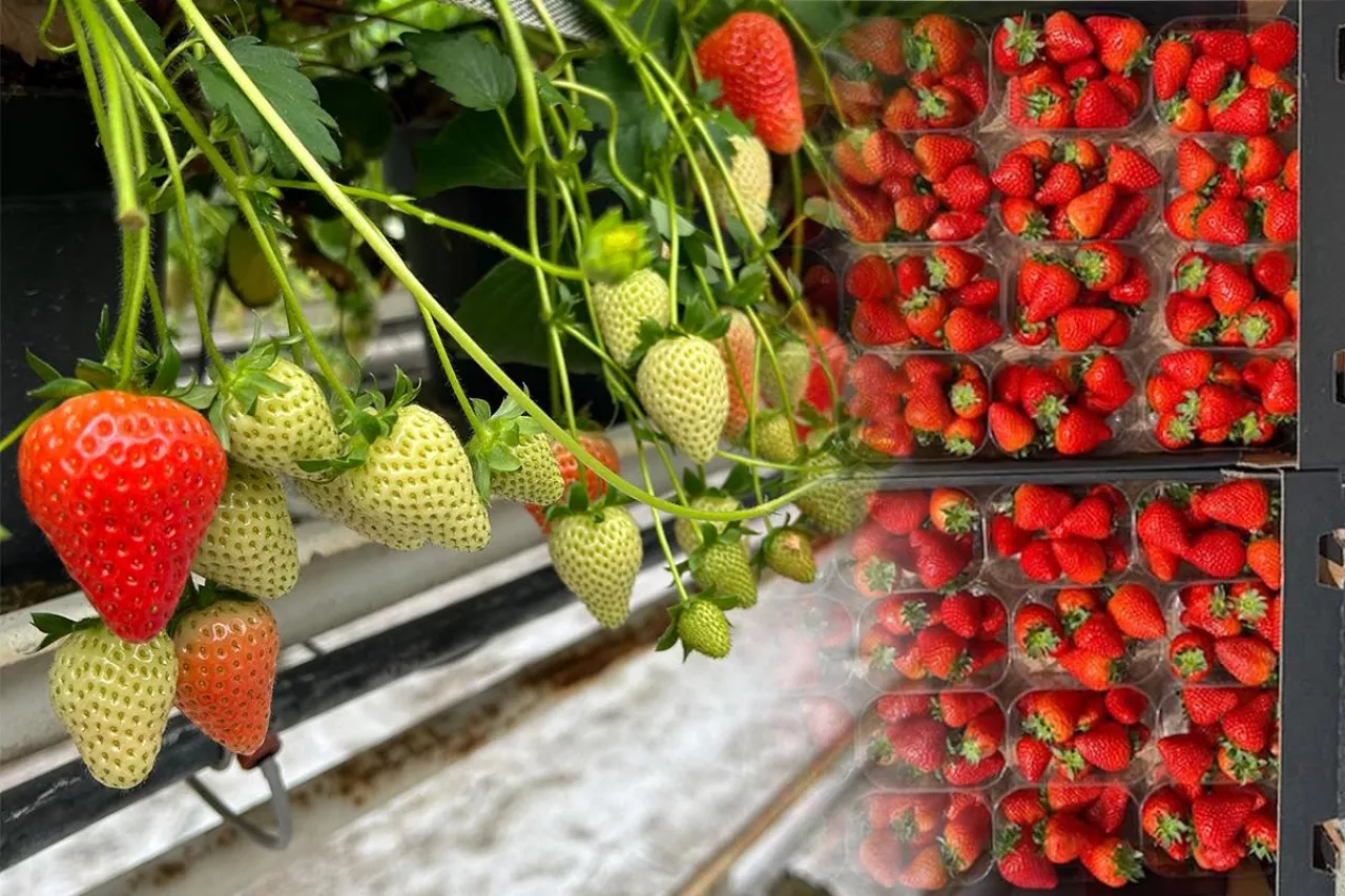 truskawki szklarnia