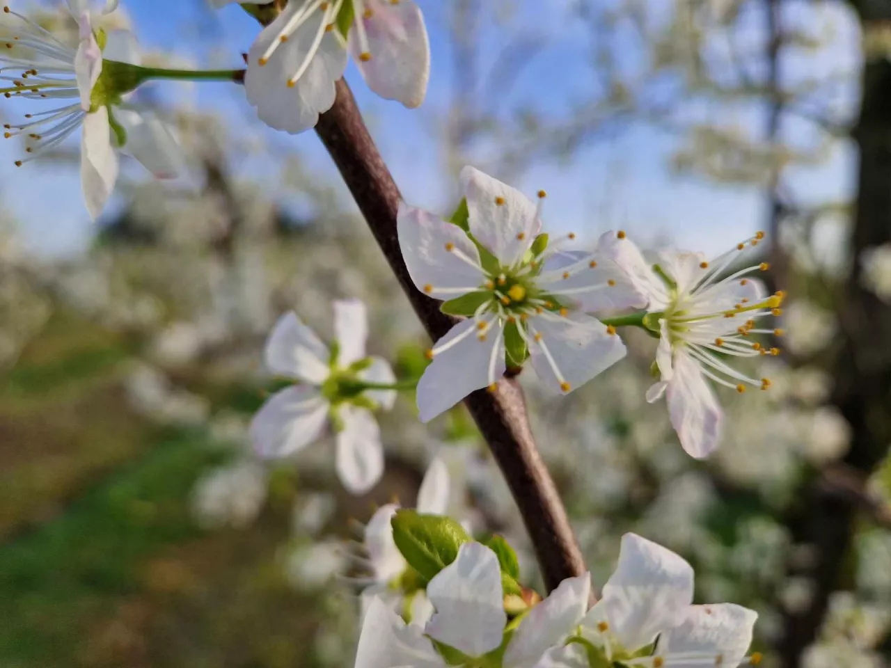 przymrozki kwitnienie śliw