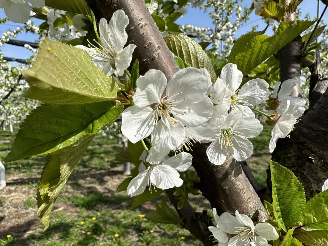 przymrozki w sadzie czeresniowym