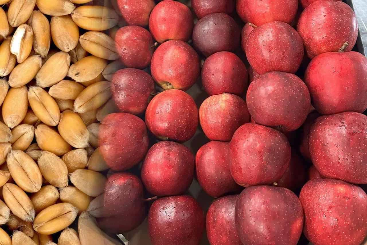 embargo na zboża z Rosji i białorusi