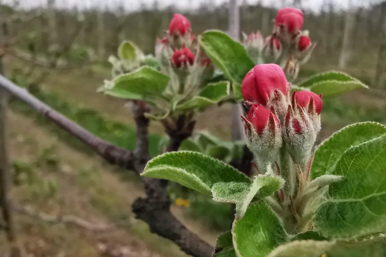 kwieciak jabłkowiec