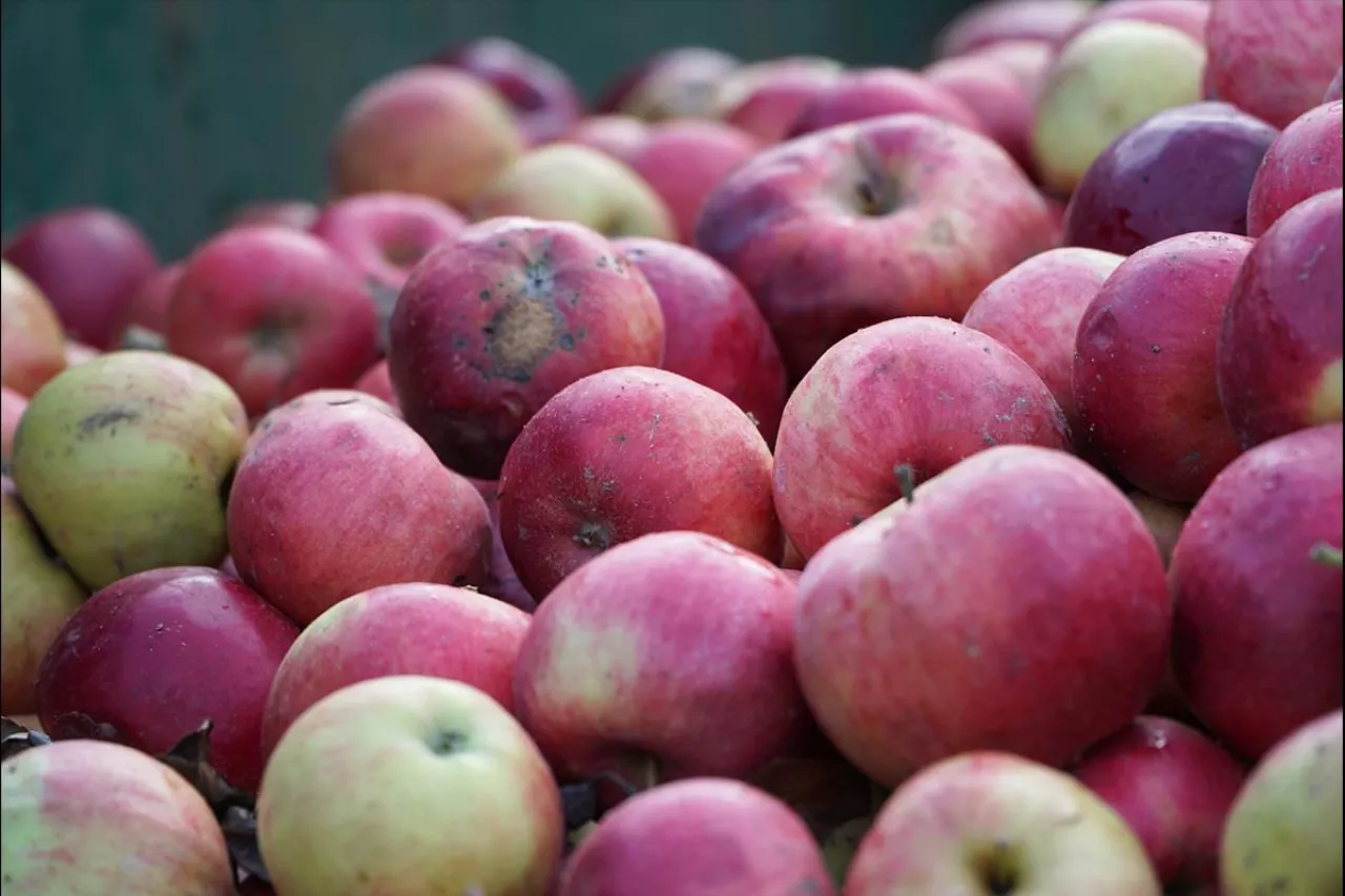 eksport koncentratu jabłkowego 2024