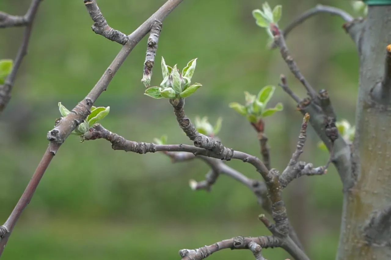program ochrony roślin sadowniczych 2024