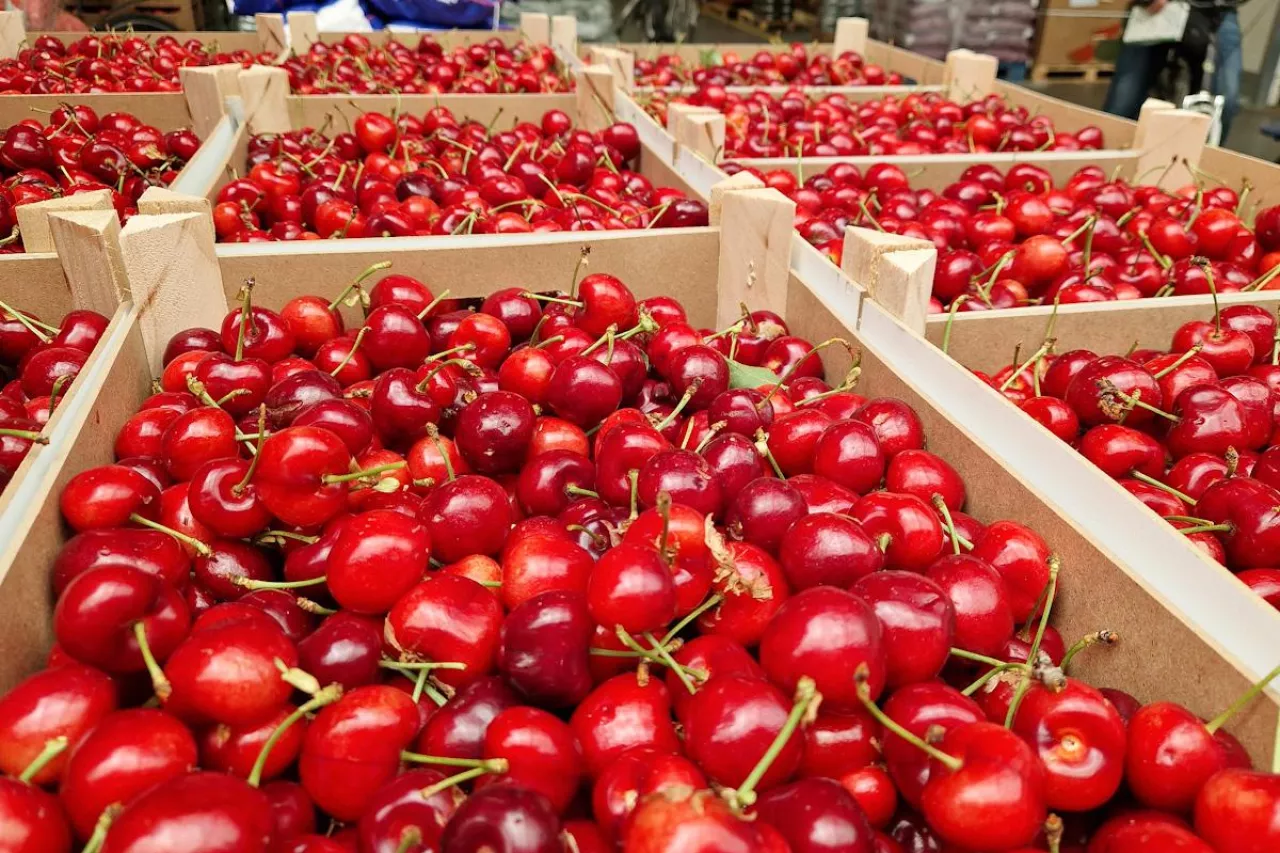 czereśnie eksport