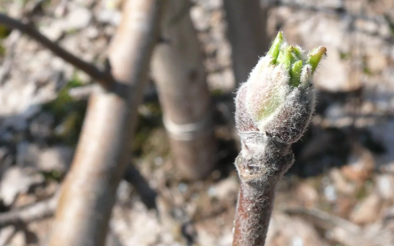 pąki na jabłoniach