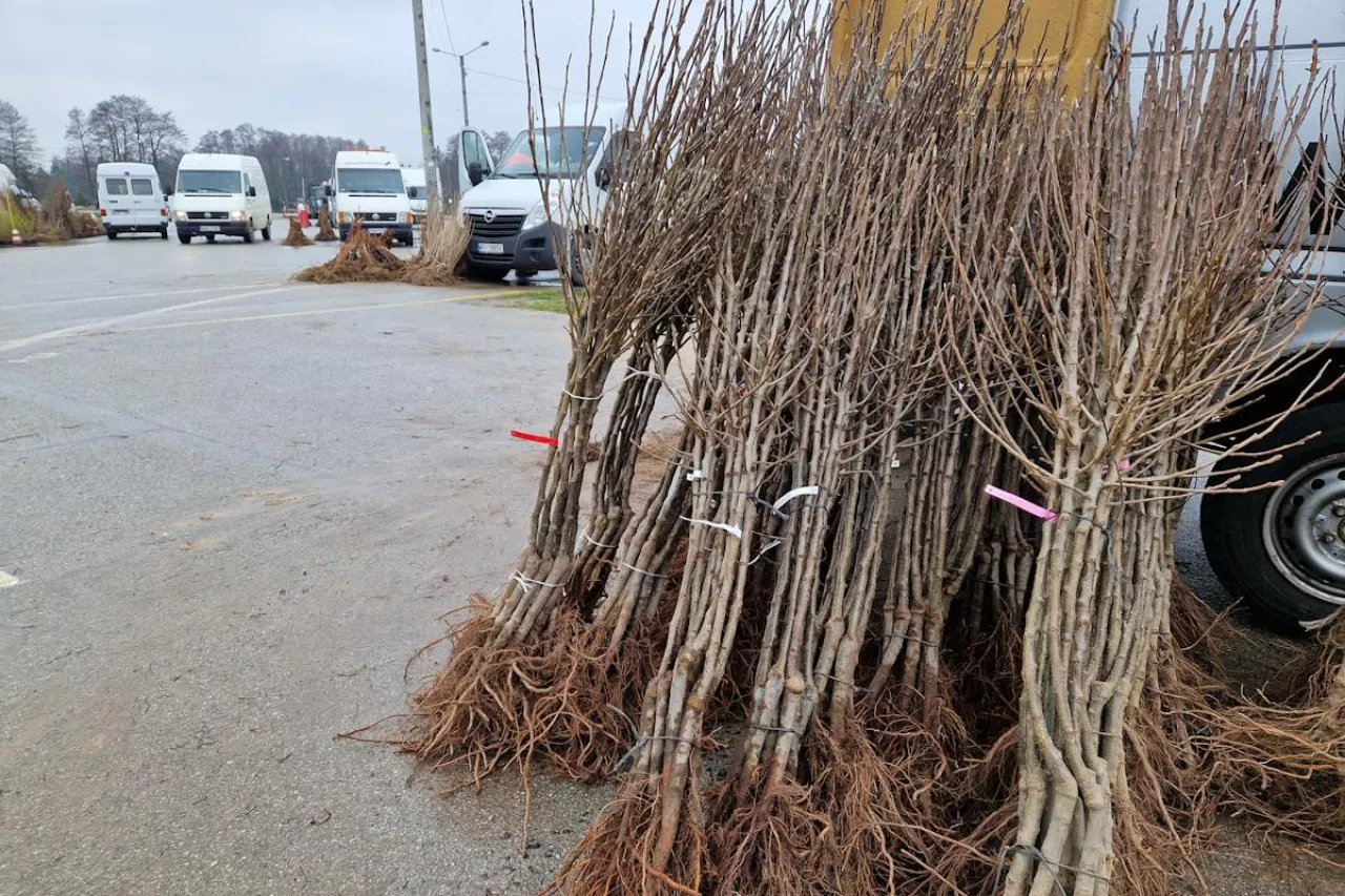 aktualne ceny drzewek jabłoni 6.03.2024