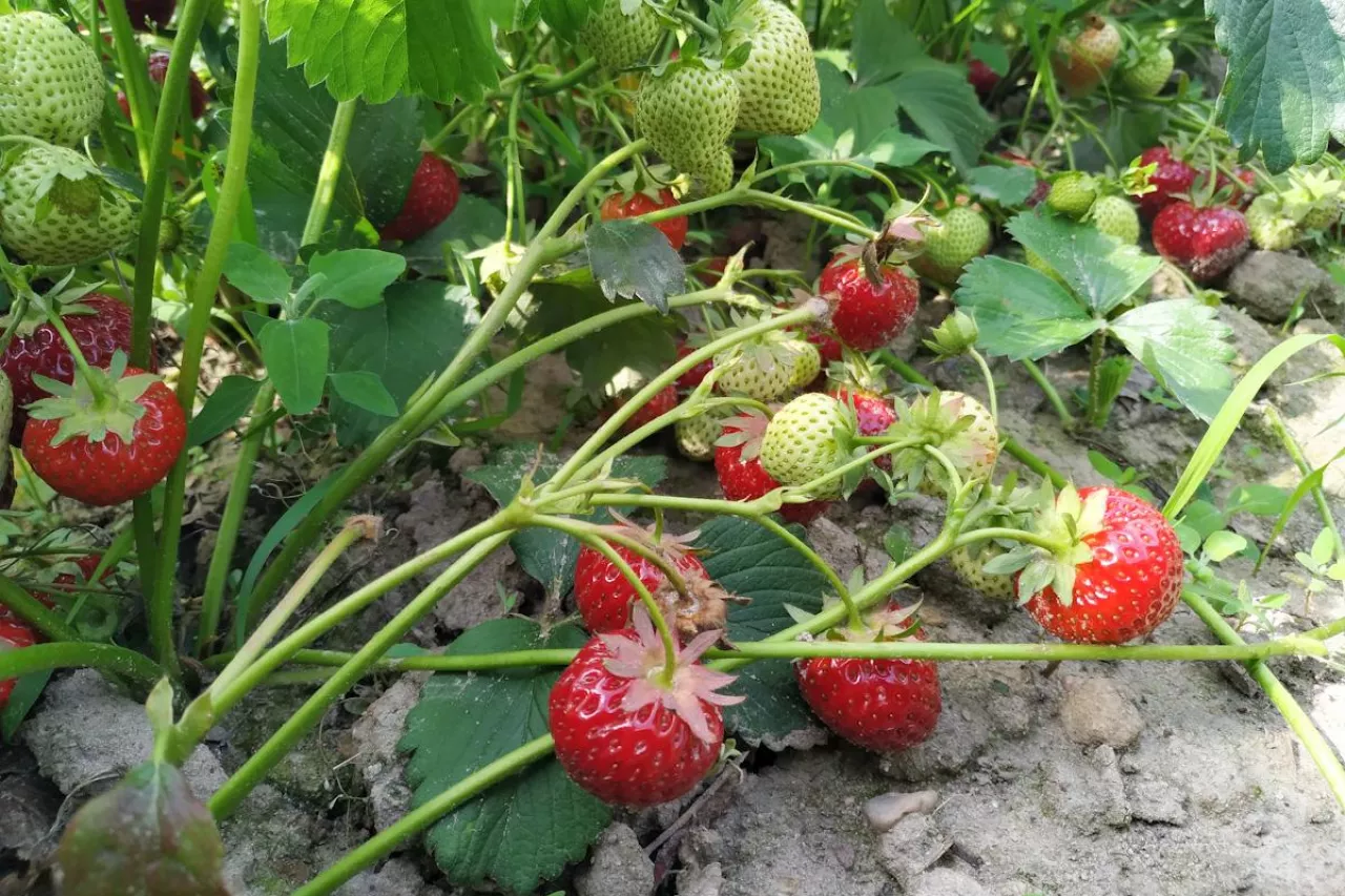 truskawki przemysłowe