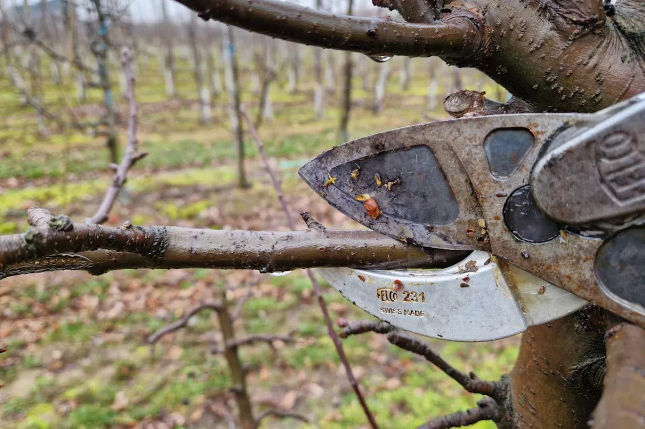 cięcie sadu dniówki