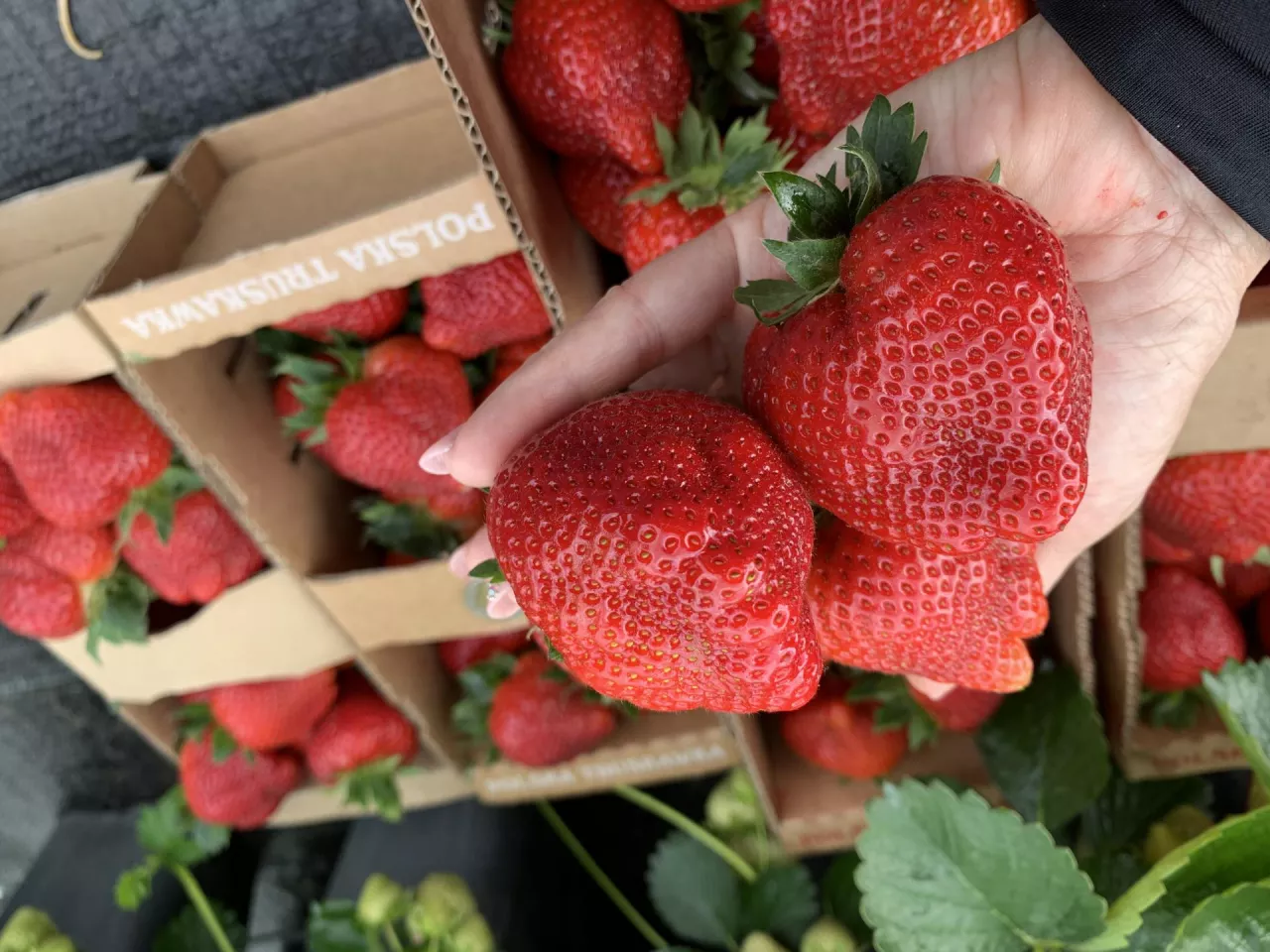 Konferencje ”Praktycznie o Truskawkach… i nie tylko”