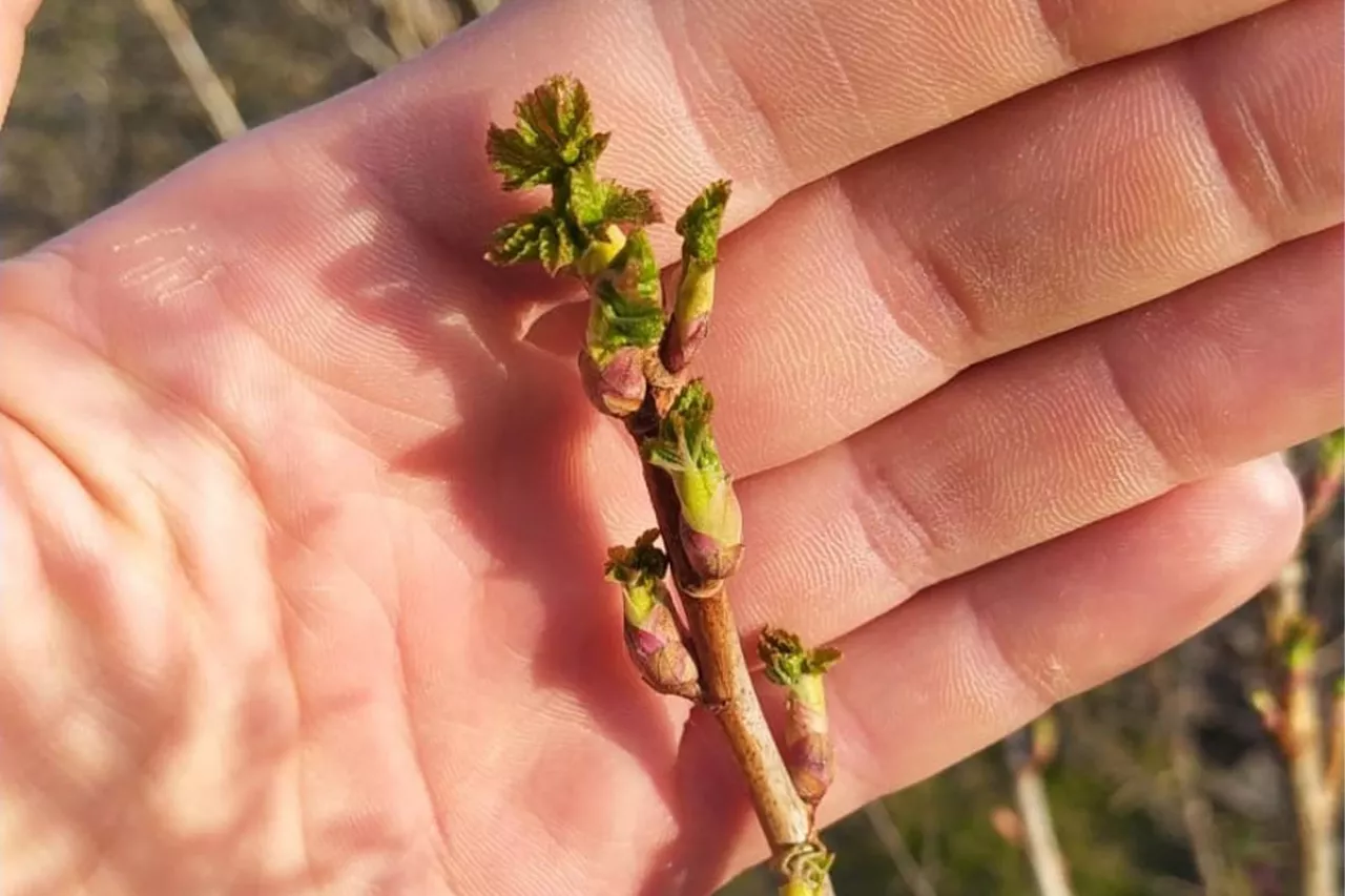 start wegetacji przymrozki