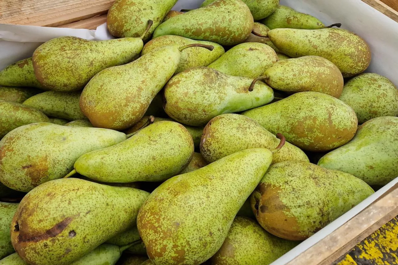 aktualne ceny gruszek