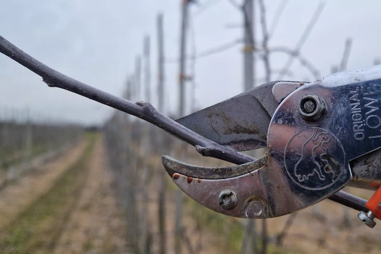 cięcie zimowe jabłoni