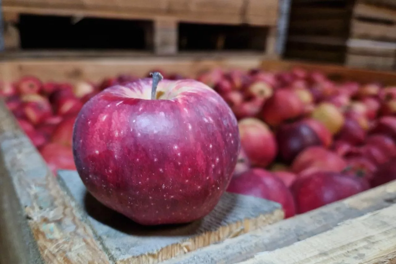 Alwa ceny jabłek