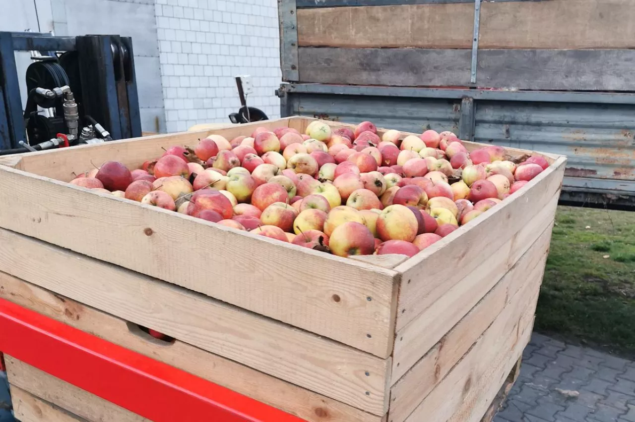 ceny jabłek przemysłowych 2024