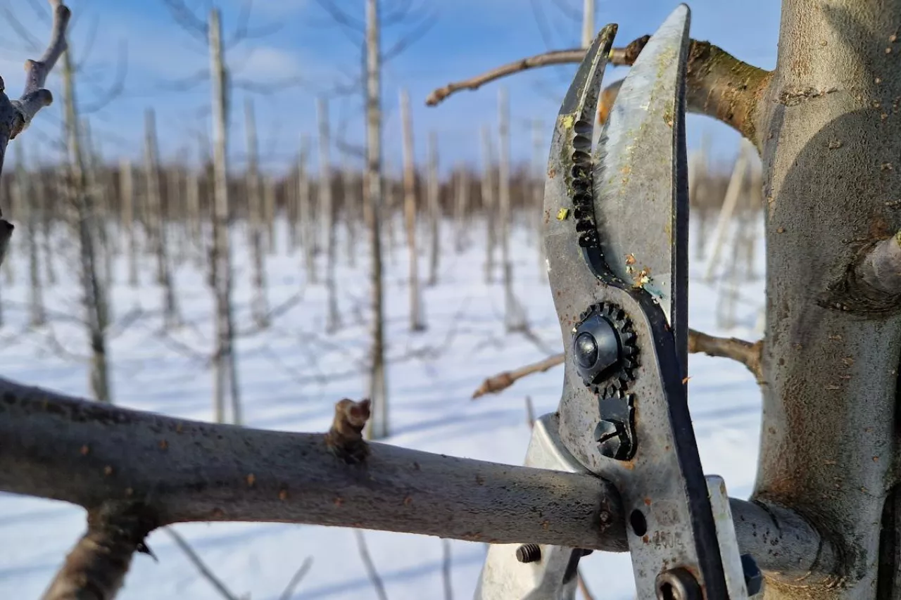 sekator do cięcia drzew