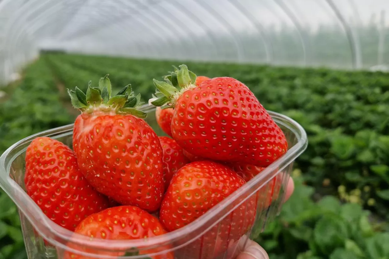 pierwsze truskawki