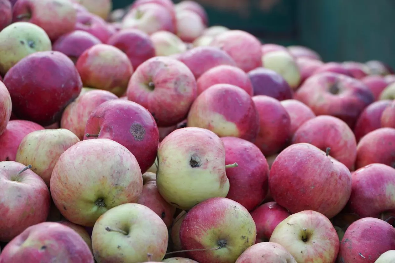 ceny jabłek przemysłowych