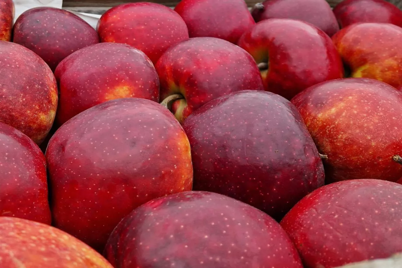 eksport jabłek do Niemiec