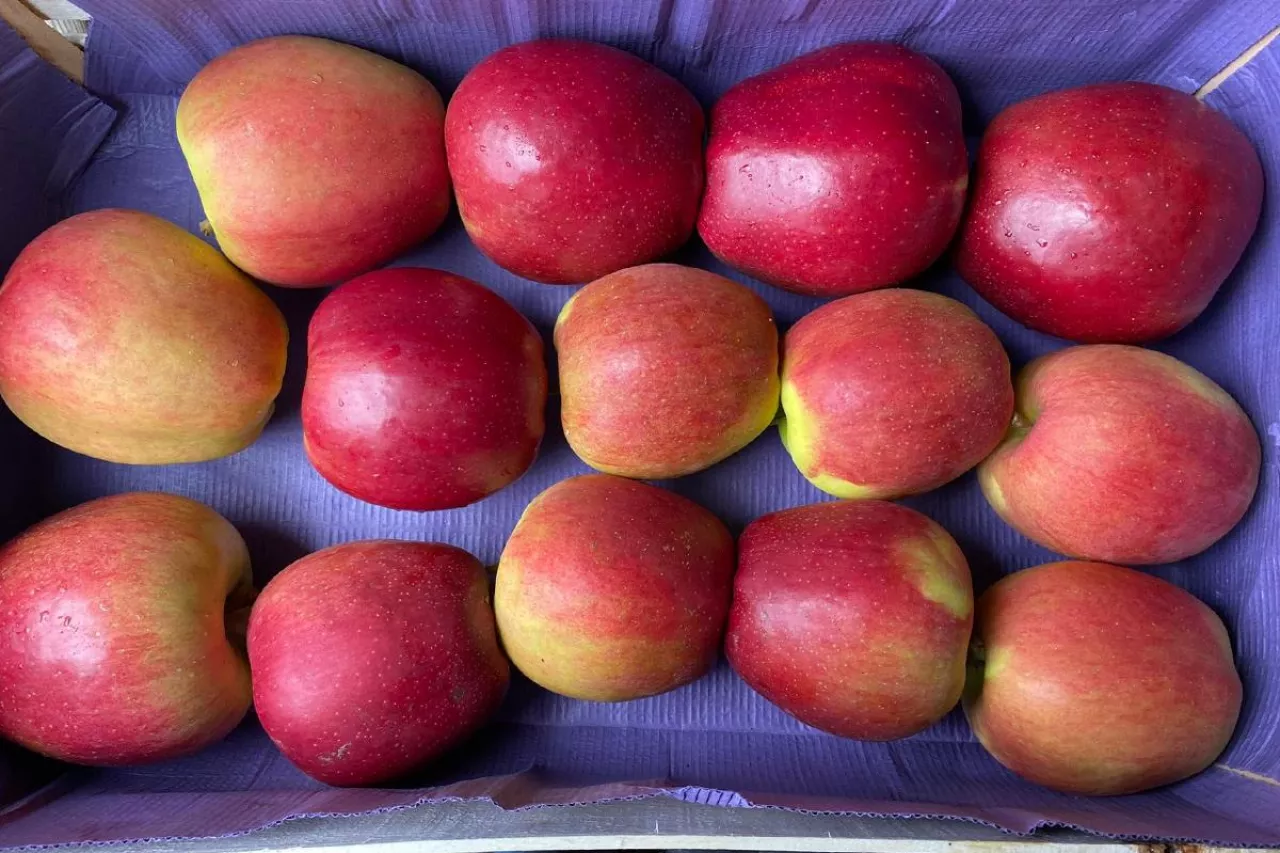 ceny jabłek odmiana Ligol