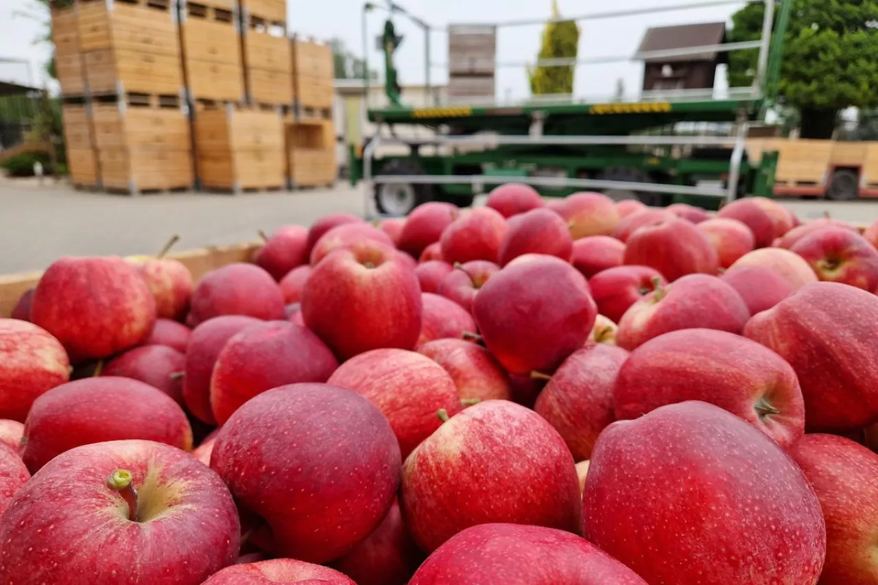 ile jabłek w chłdoniach