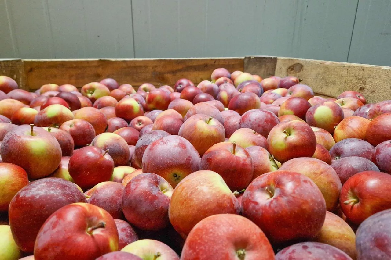ceny jabłek w ue