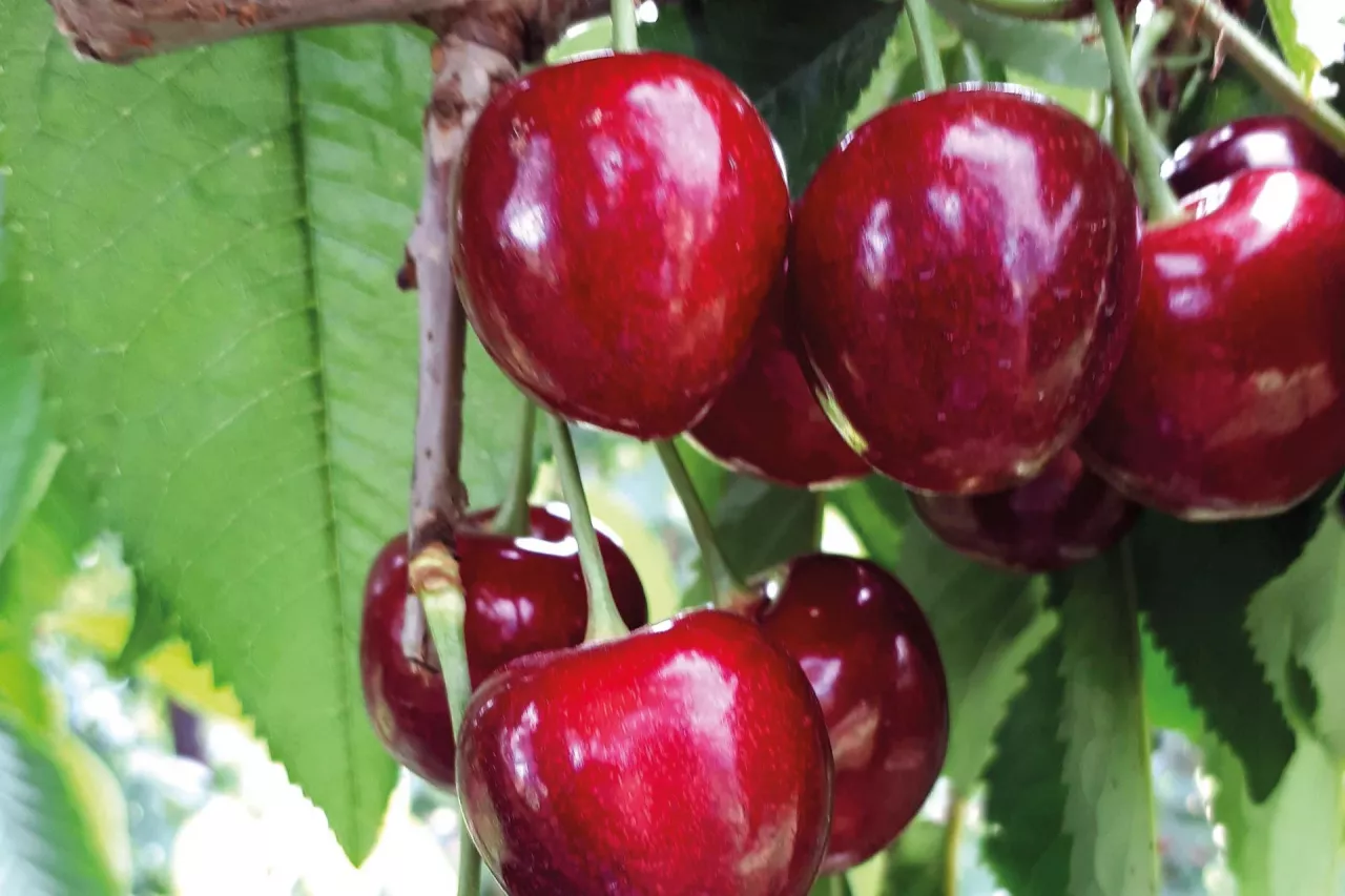 jaką odmianę czereśni wybrać