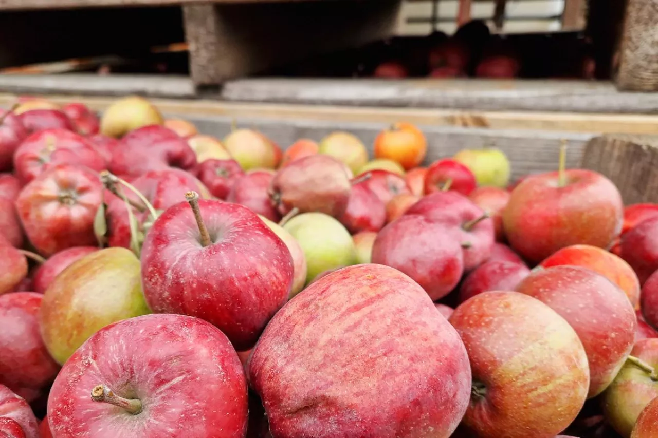 jabłka przemysłowe