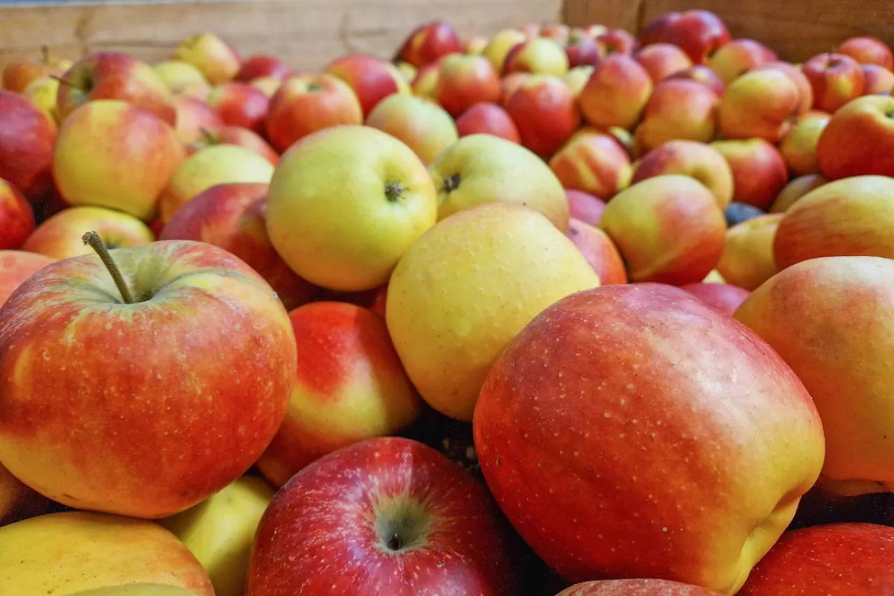 ceny jabłek na obieranie
