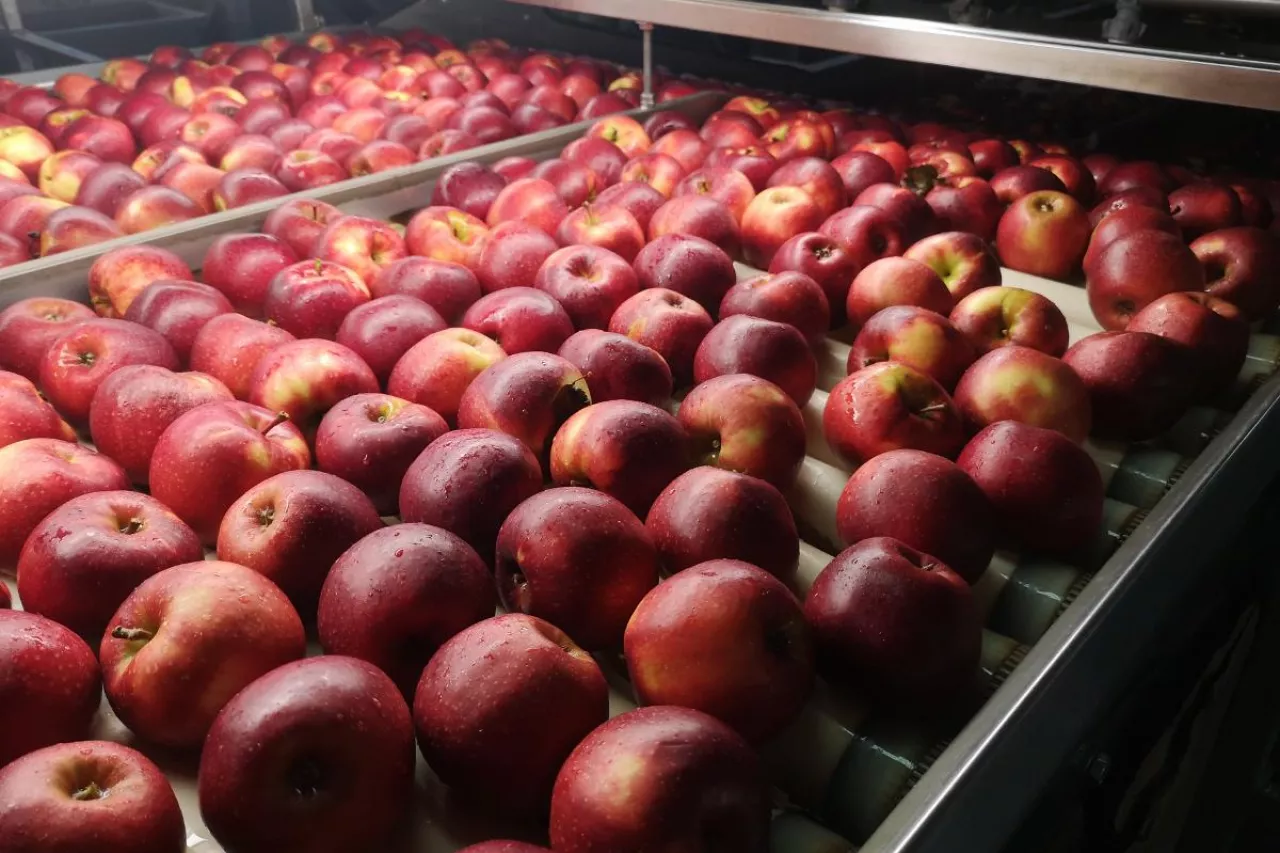 eksport jabłek do Egiptu