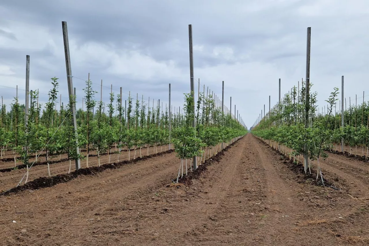 sadownictwo na węgrzech