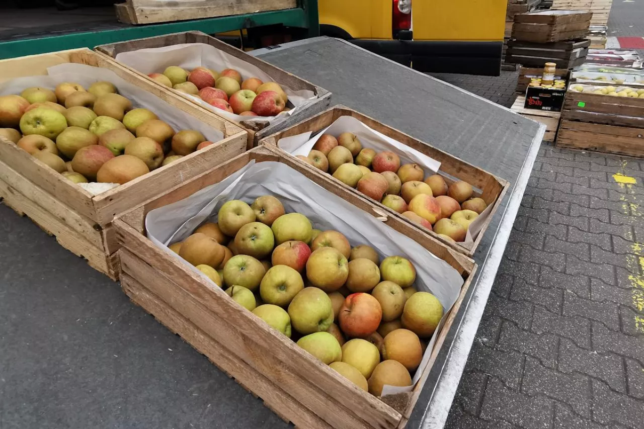 bronisze ceny jabłek