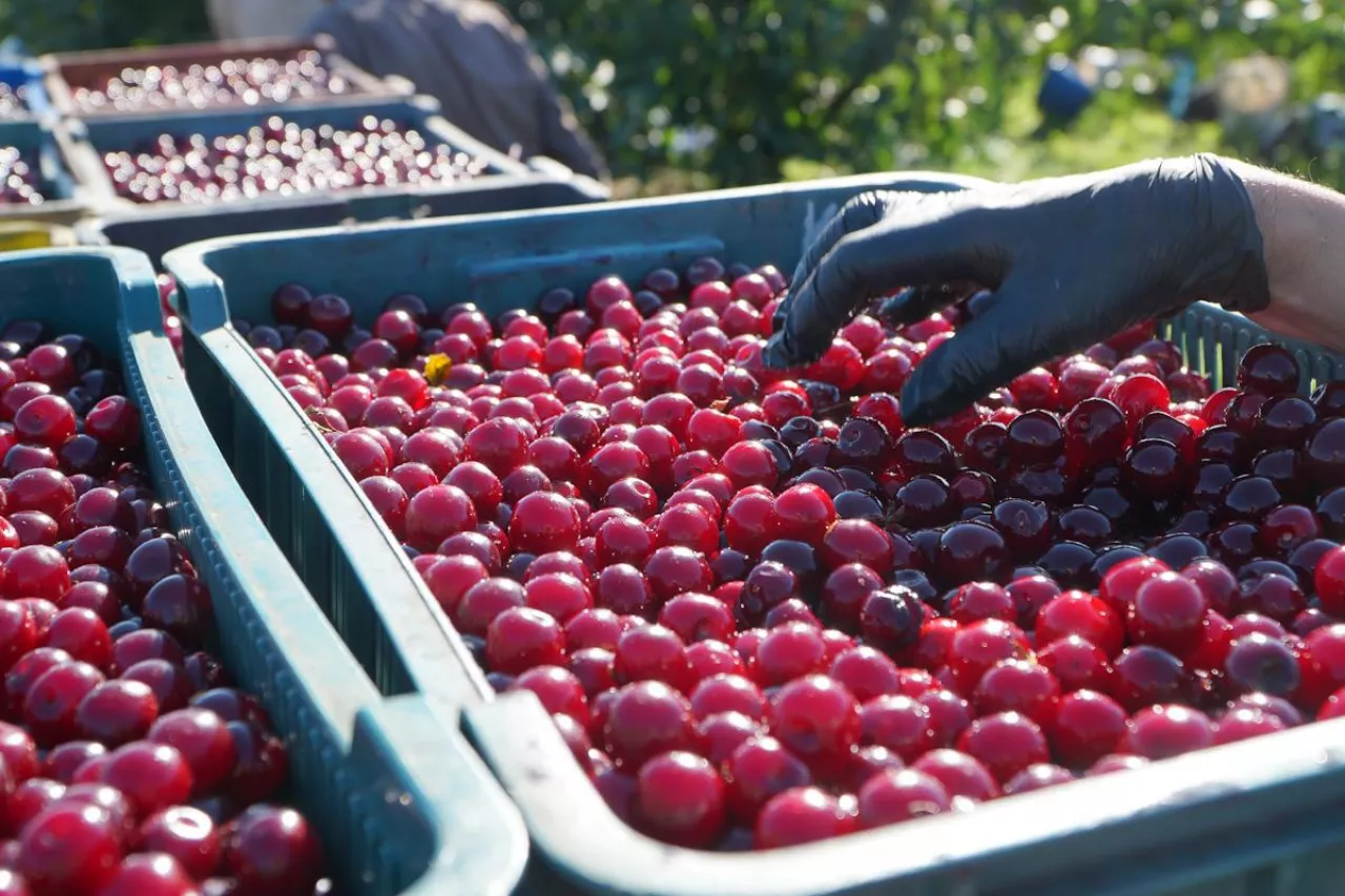 mrożone owoce ceny w 2023