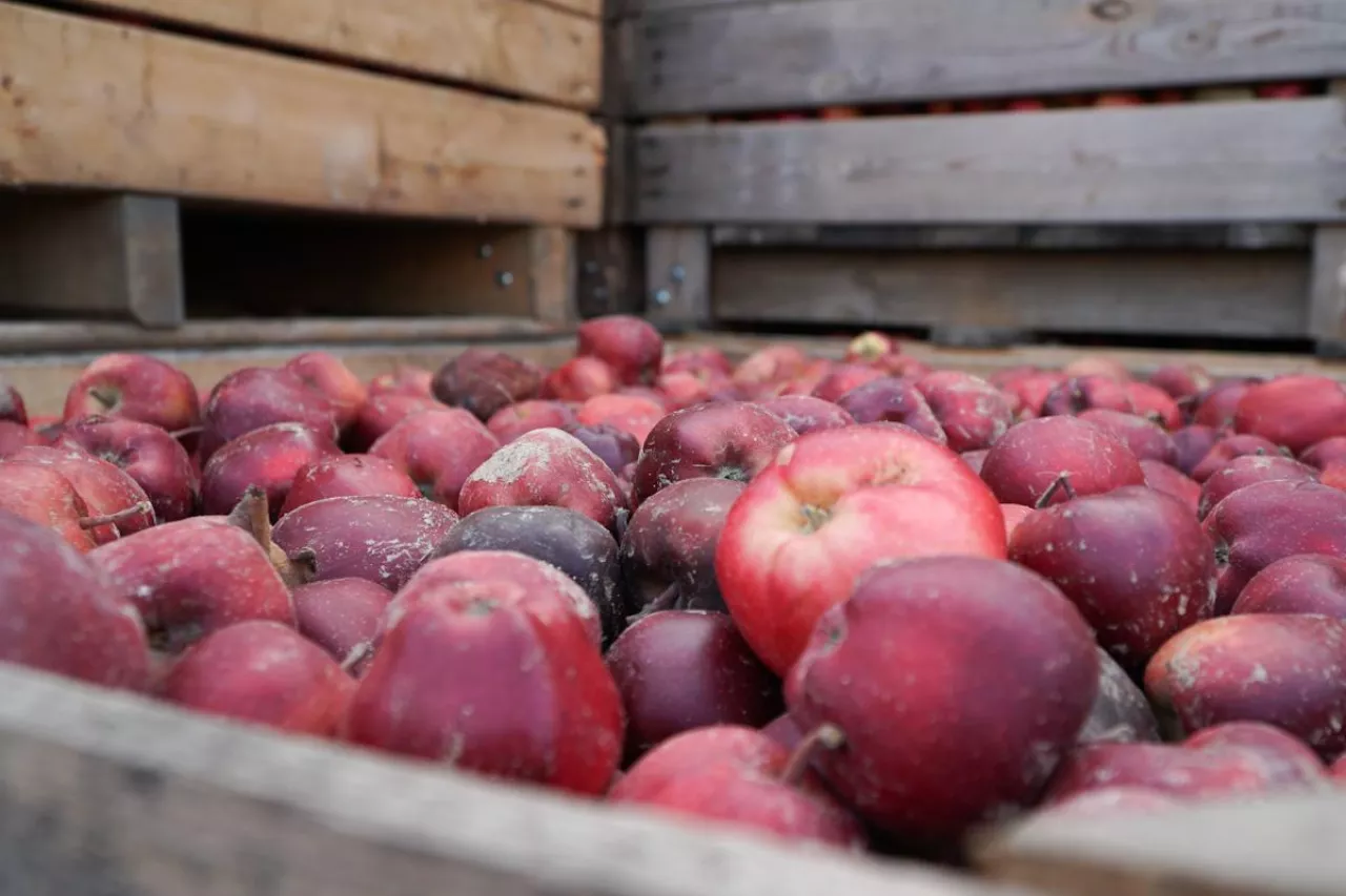 import koncentratu z ukrainy