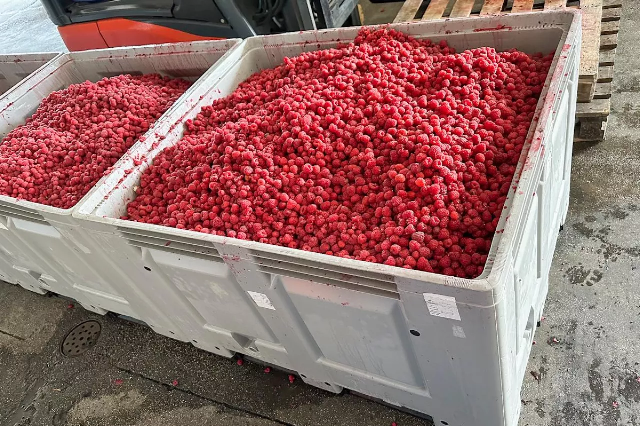 import mrożonych malin z ukrainy