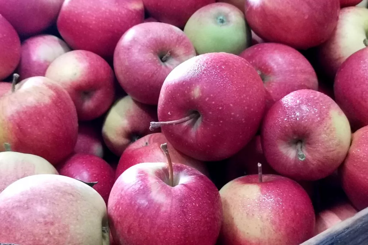 jabłka na eksport
