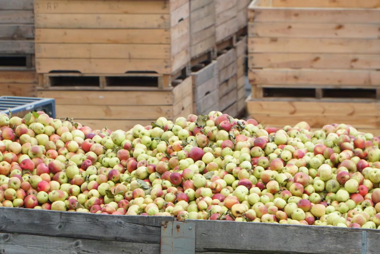 ceny jabłek przemysłowych na skupach