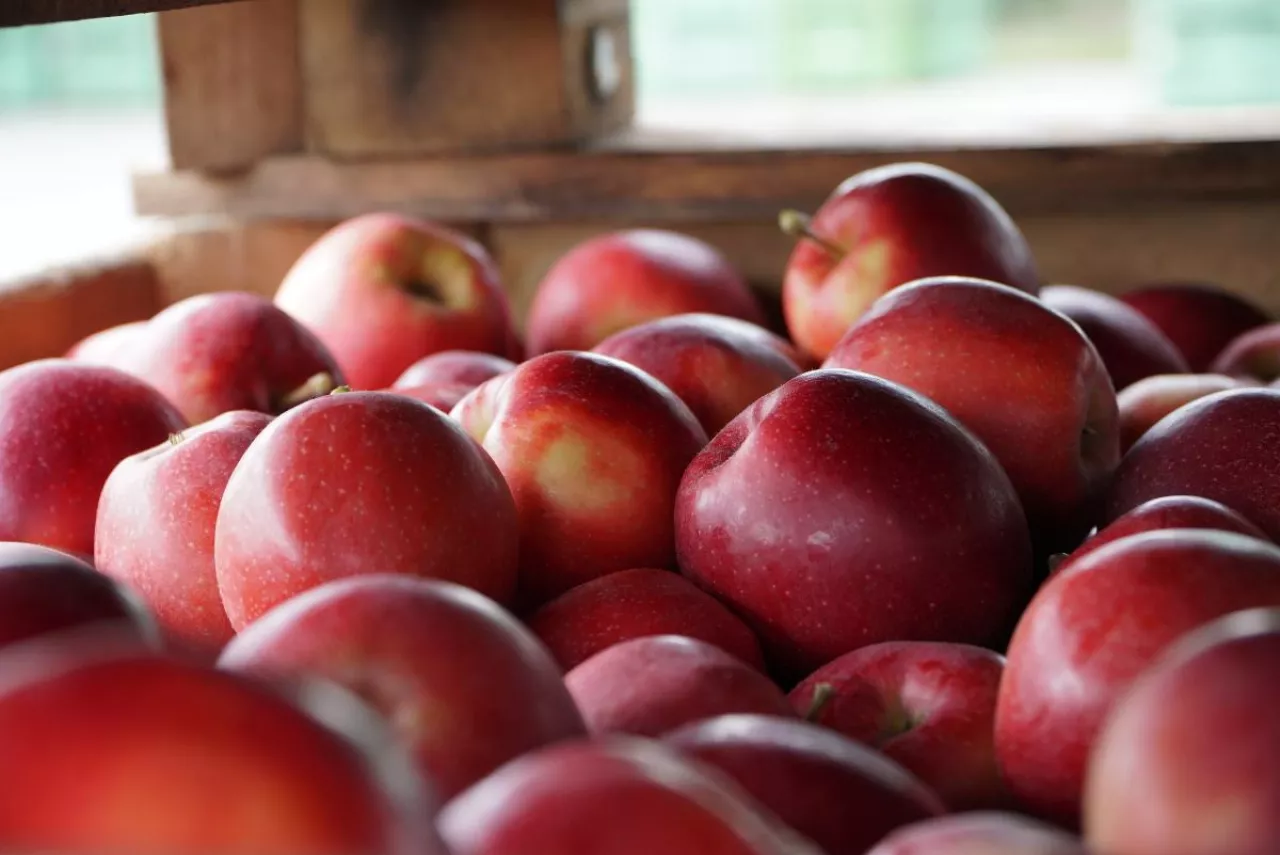 jabłka deserowe