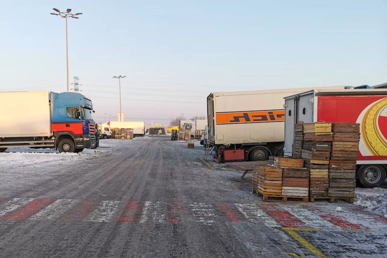 hurtowe ceny jabłek