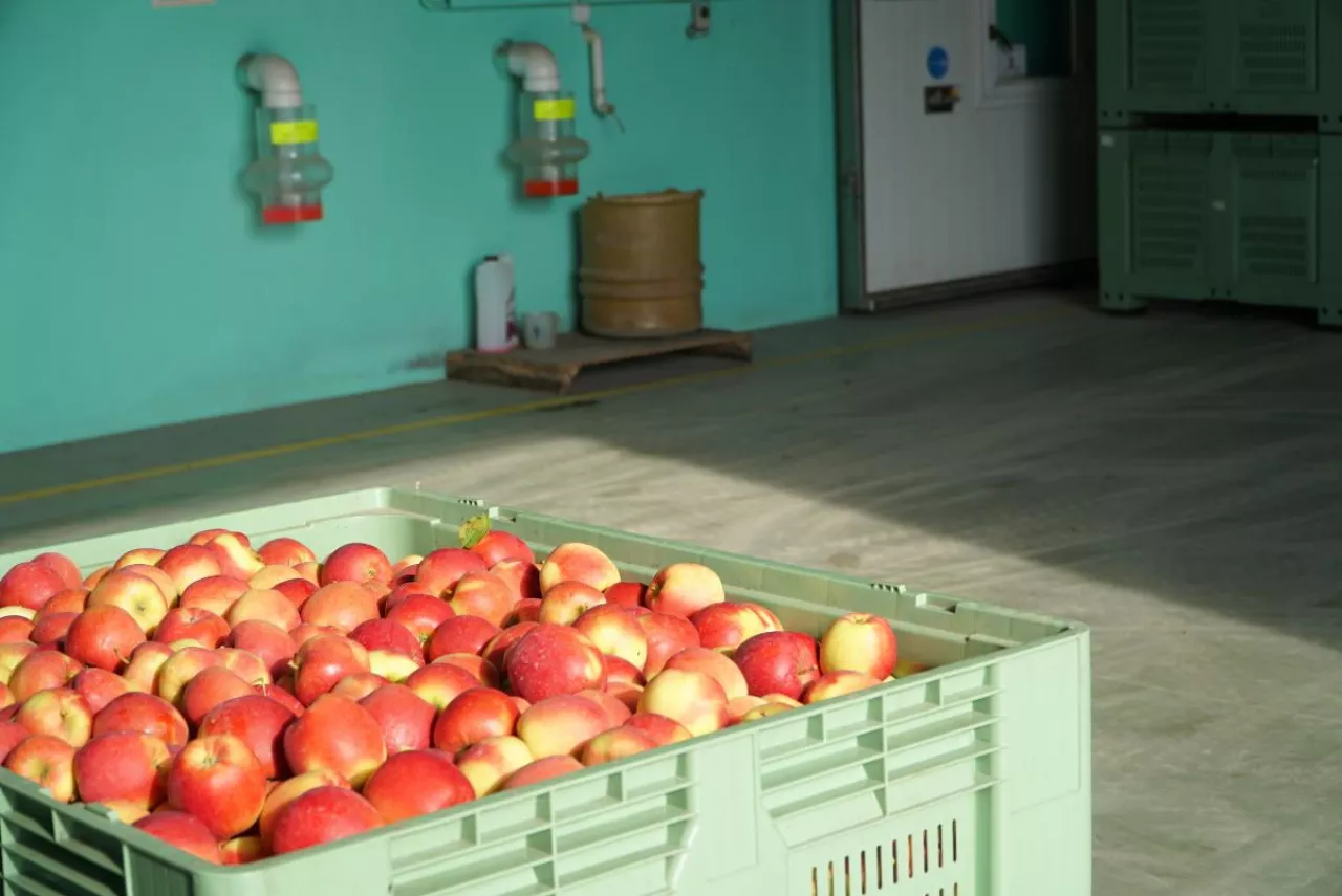 koszt przechowywania jablek