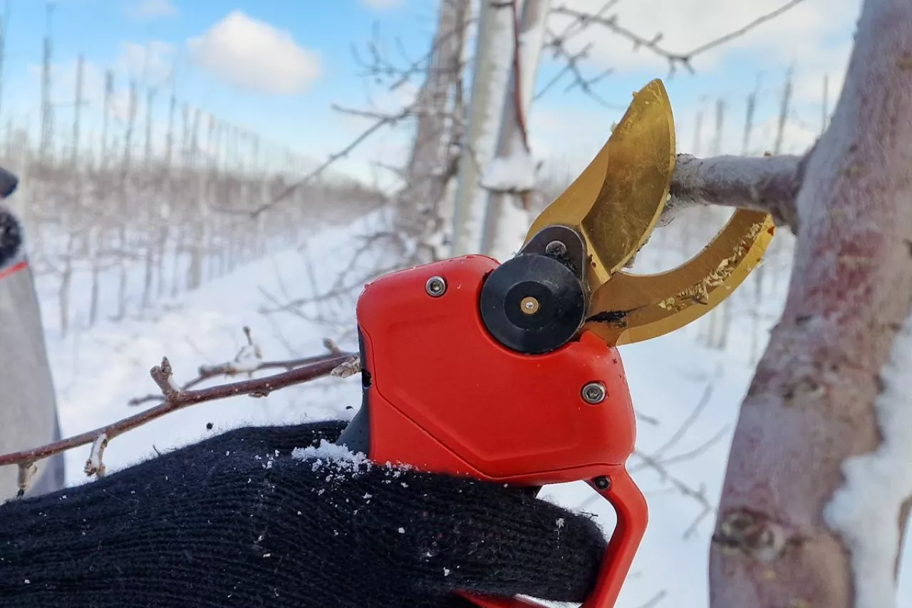 przegląd cen sekatorów elektrycznych