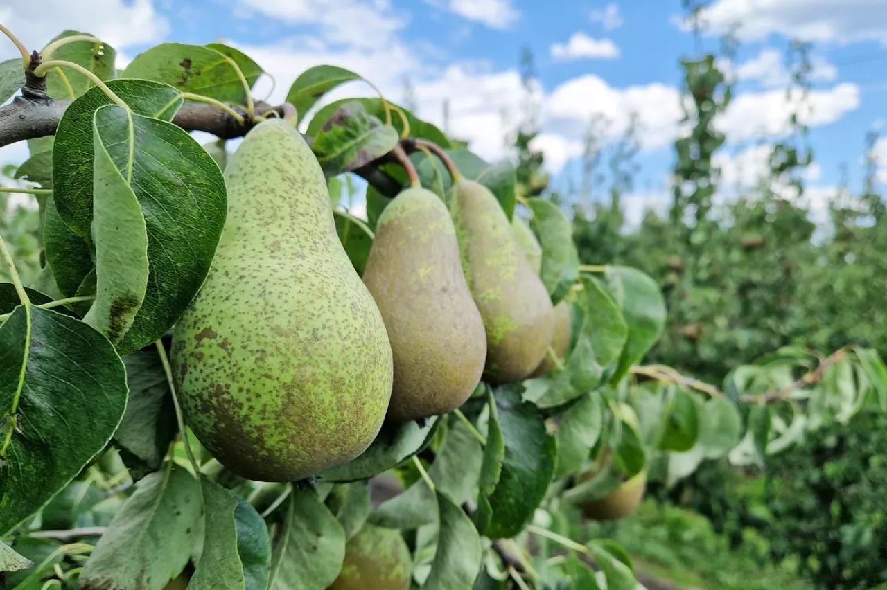 robot do zbioru gruszek