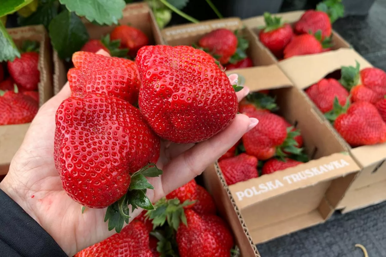 truskawki